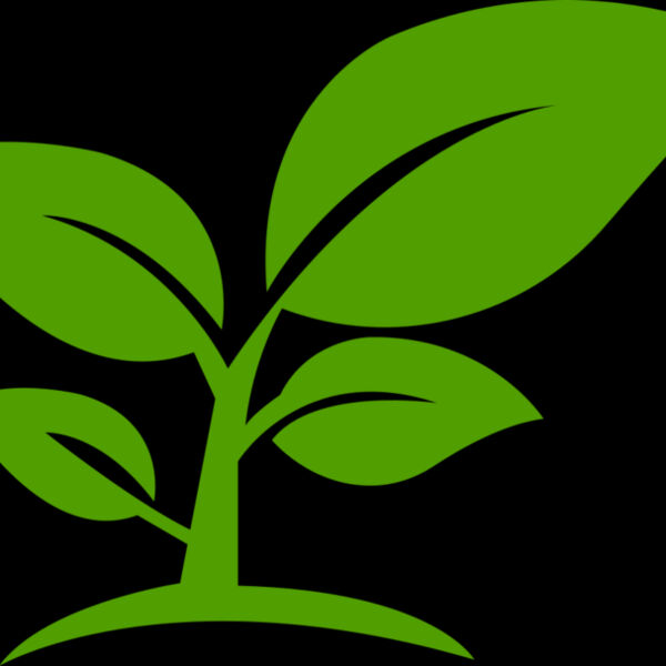 12 Leaves Thumbnail